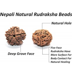 IndianStore4All Certified Nepali 5 Mukhi (Face, Panchmukhi) Bigger Size Rudraksha Japa Mala (Necklaces) 108 +1 Sumeru Good fo...